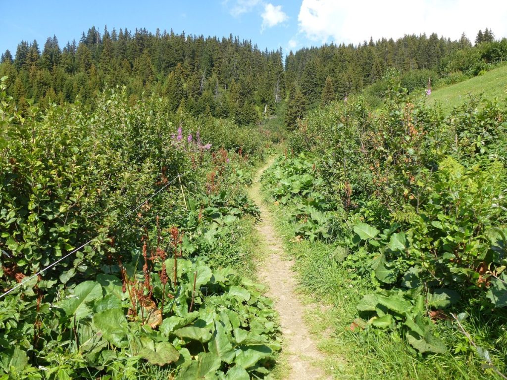 Le sentier du Chard du Beurre aux Saisies